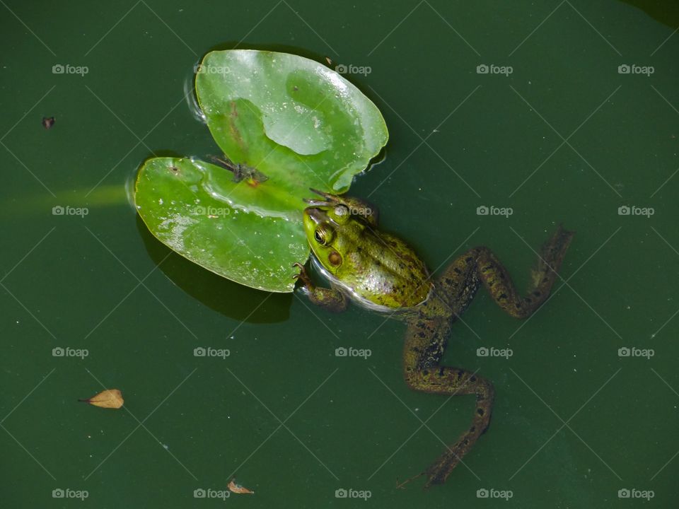 Leap pad frog in water