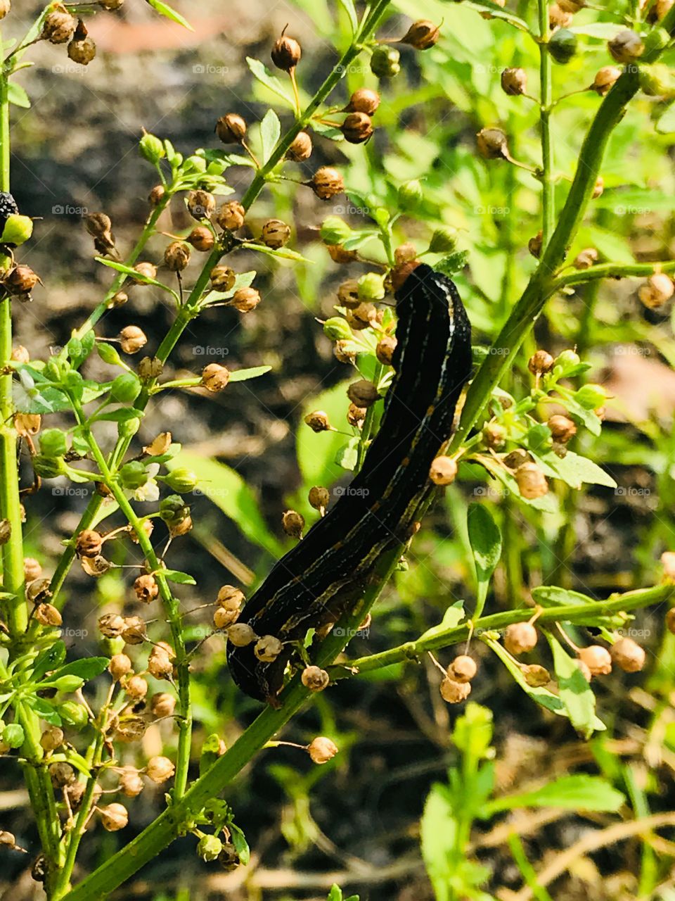 Black caterpillar on a green plant in the early morning hours in the woods of South Georgia. 