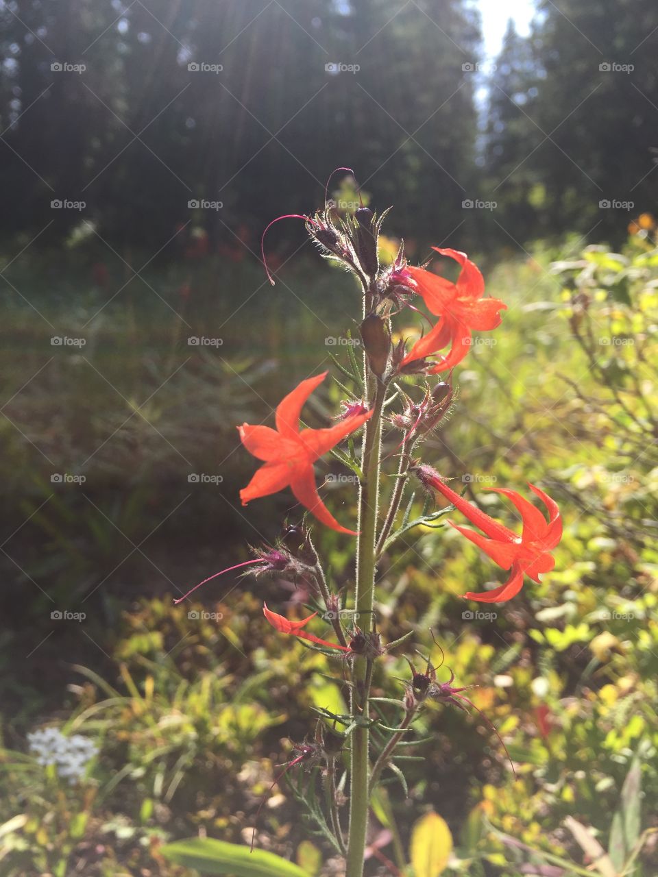 Colorado wildflower . Wildflowers in wildflower capital of the world 