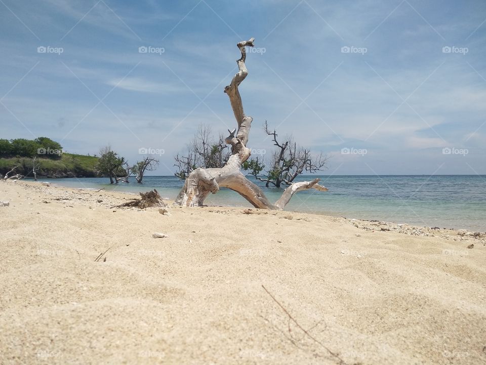 Death Tree, Magepanda, Flores, Indonesia