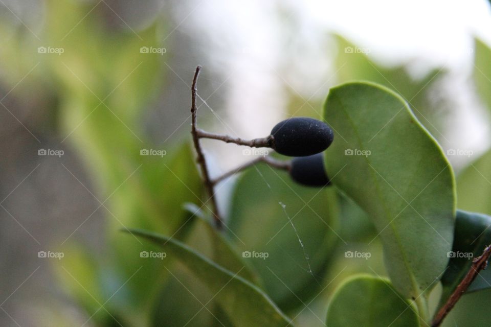 berries on a bush enveloped by green leaves.