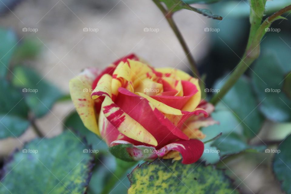 two colour rose