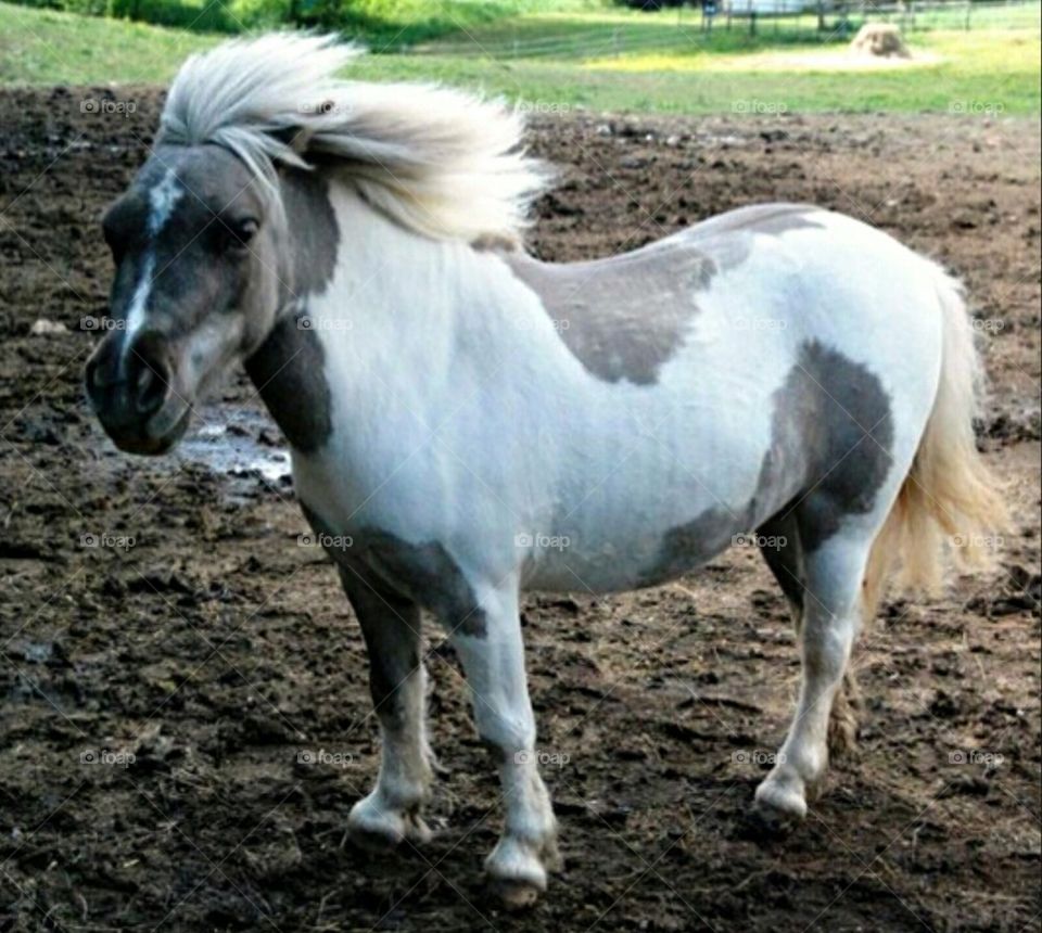 mini paint horse