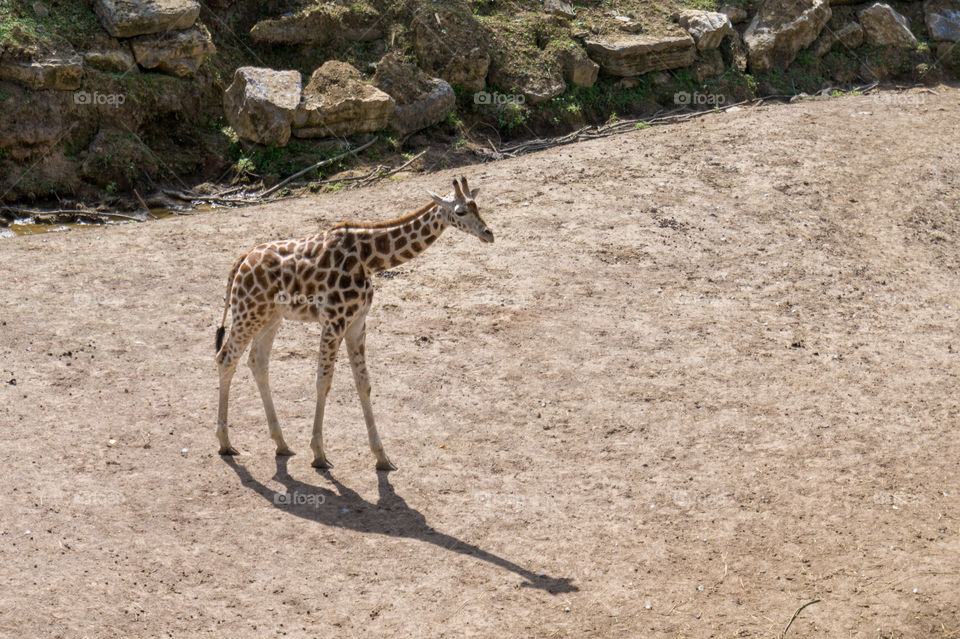 Young giraffe standing alone in sand