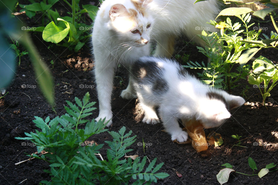 Cats in the garden 2