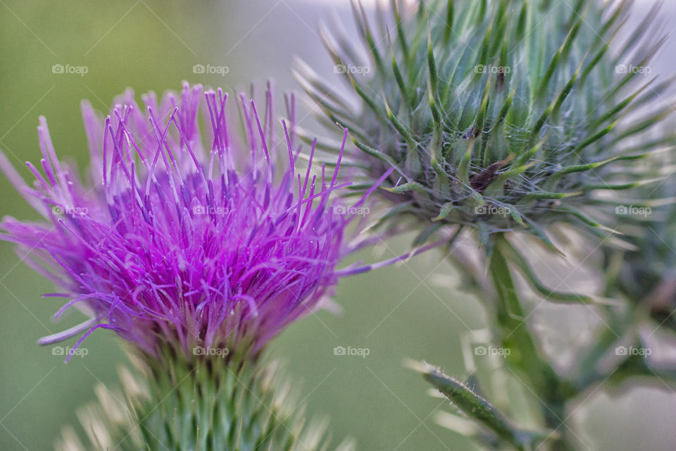 Pink flower blooming in the garden