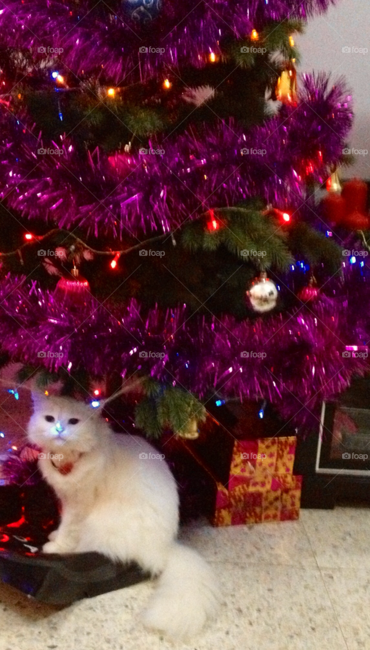 blue christmas cat cute by cutymitch