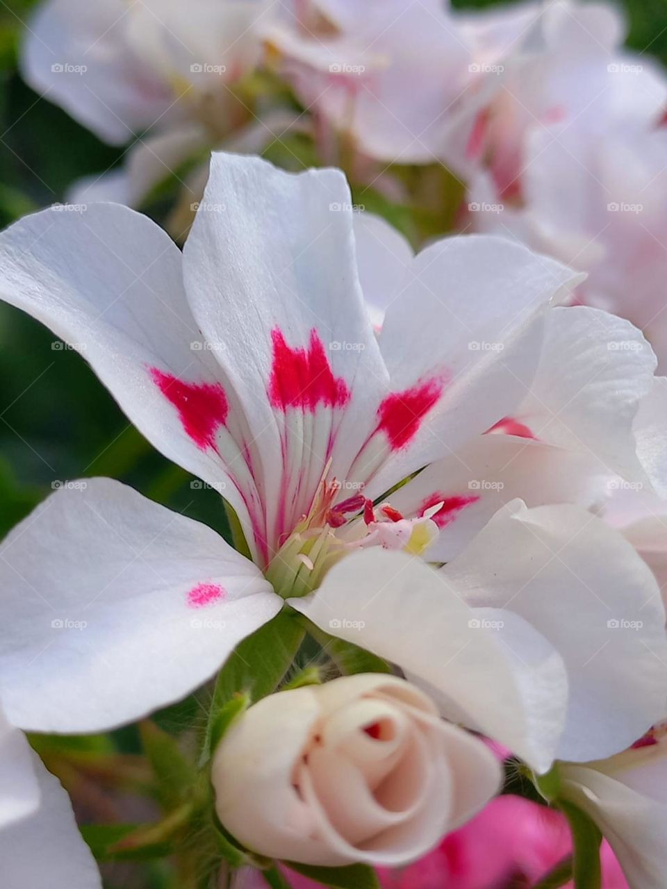 beautiful bright flower in the green garden