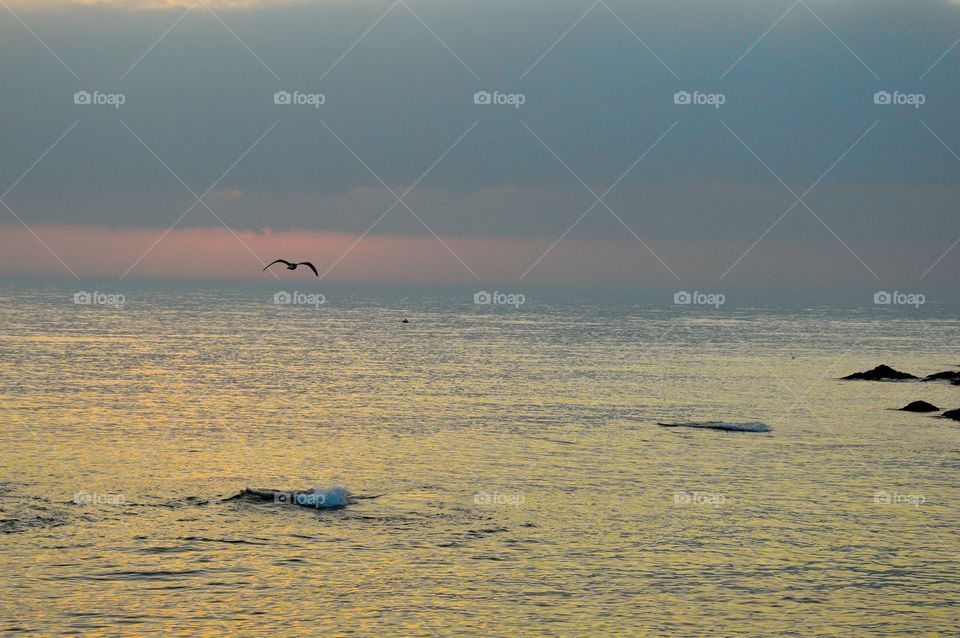 Seagull flying free at sunset over the sea