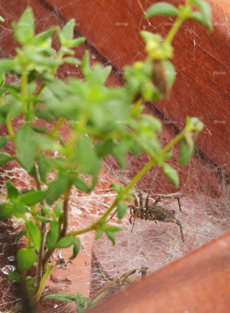 Spider in the corner