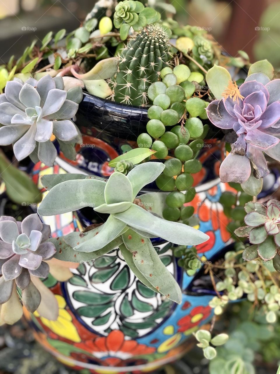 Succulents