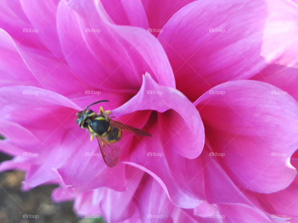 Bee on fuchsia