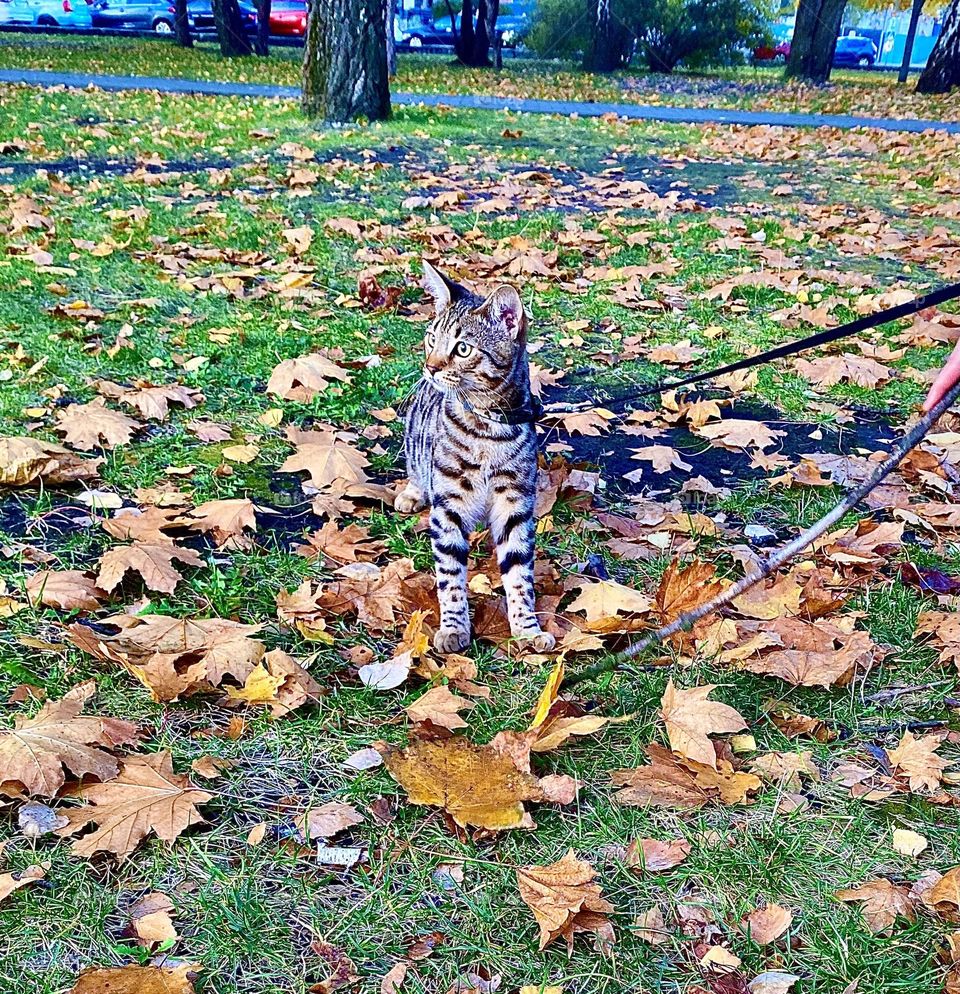 #cat #day #autumn season
#breed #grass