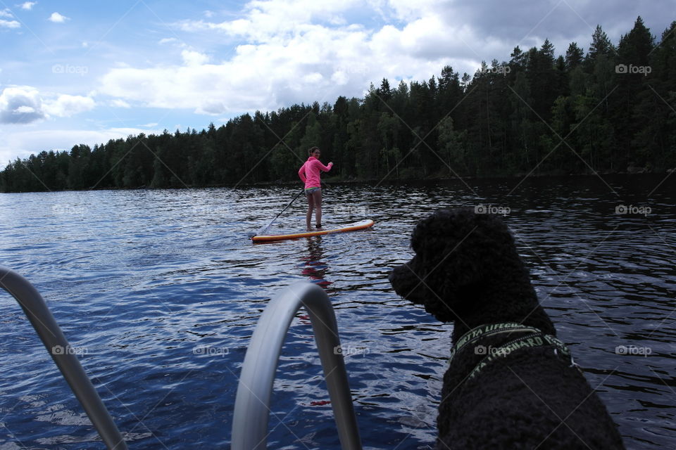 A Black poodle watching a sup- boarder on a lake 