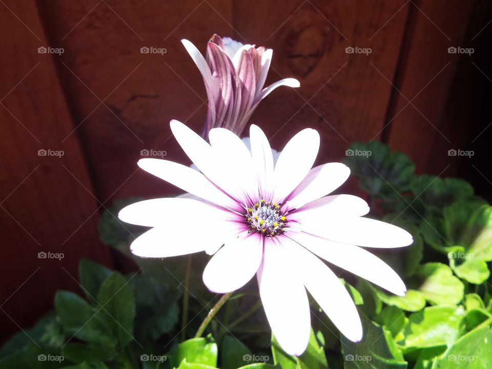 Cape Daisy Flower