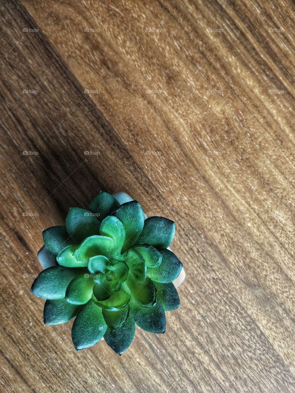 зелёный цветок на деревянном фоне