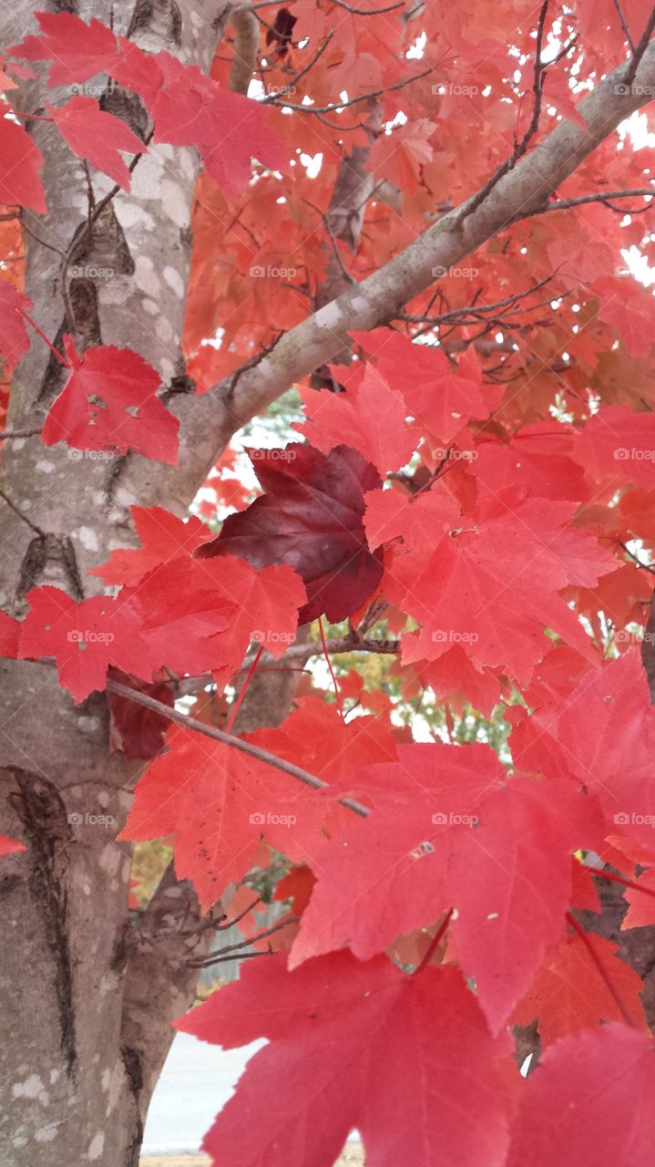Stunning Red fall leaves