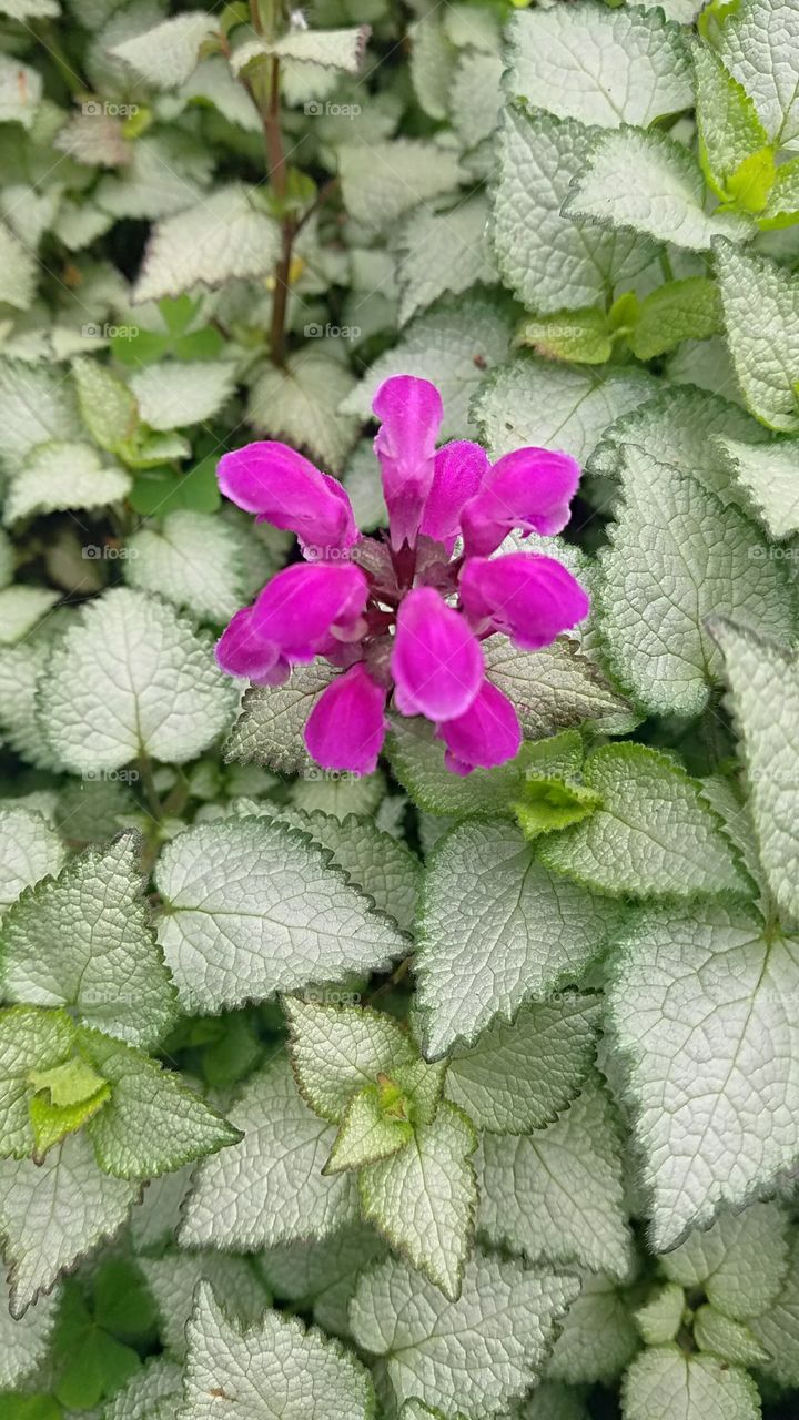 flowering ground cover plant