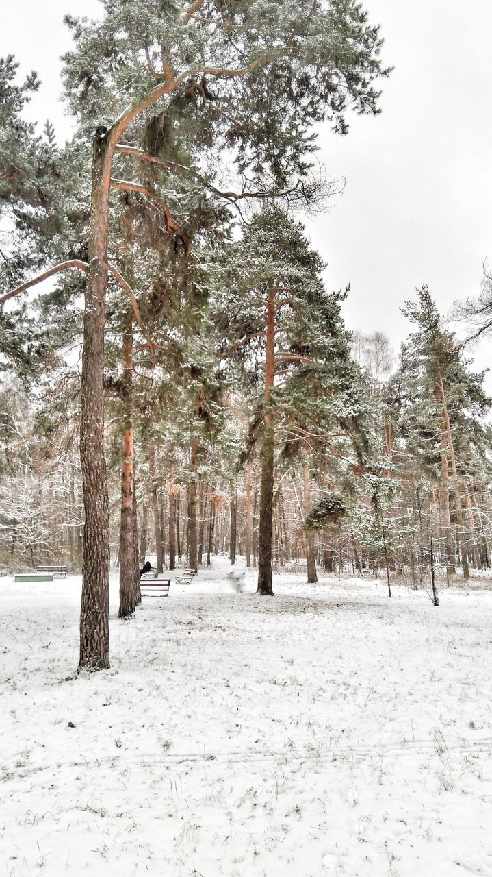 Winter pine forest in snow.