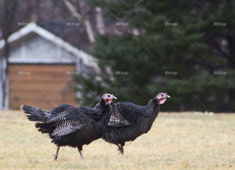 Turkeys free-ranging in a yard.