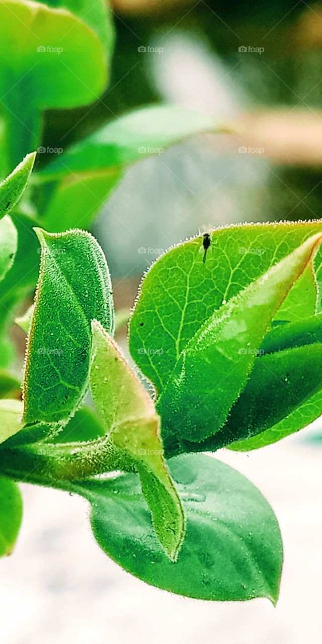 an small insect hiding on the leaf to protect itself from  the rain.