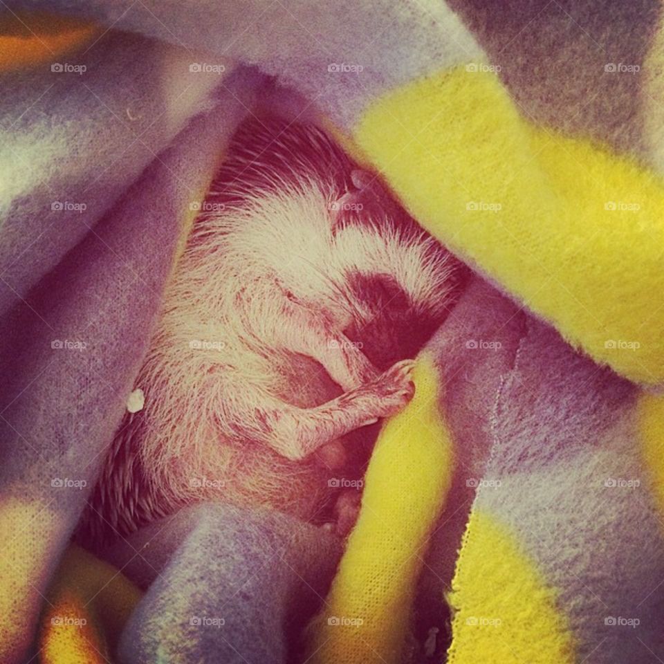 Sleeping Hedgehog 
