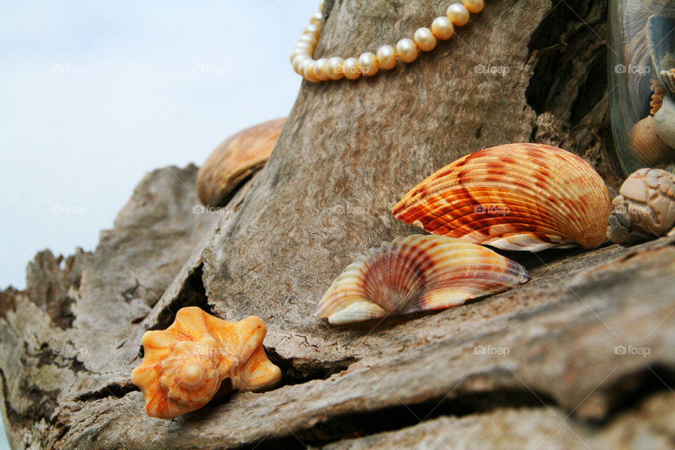 Summer Collection ( Series )