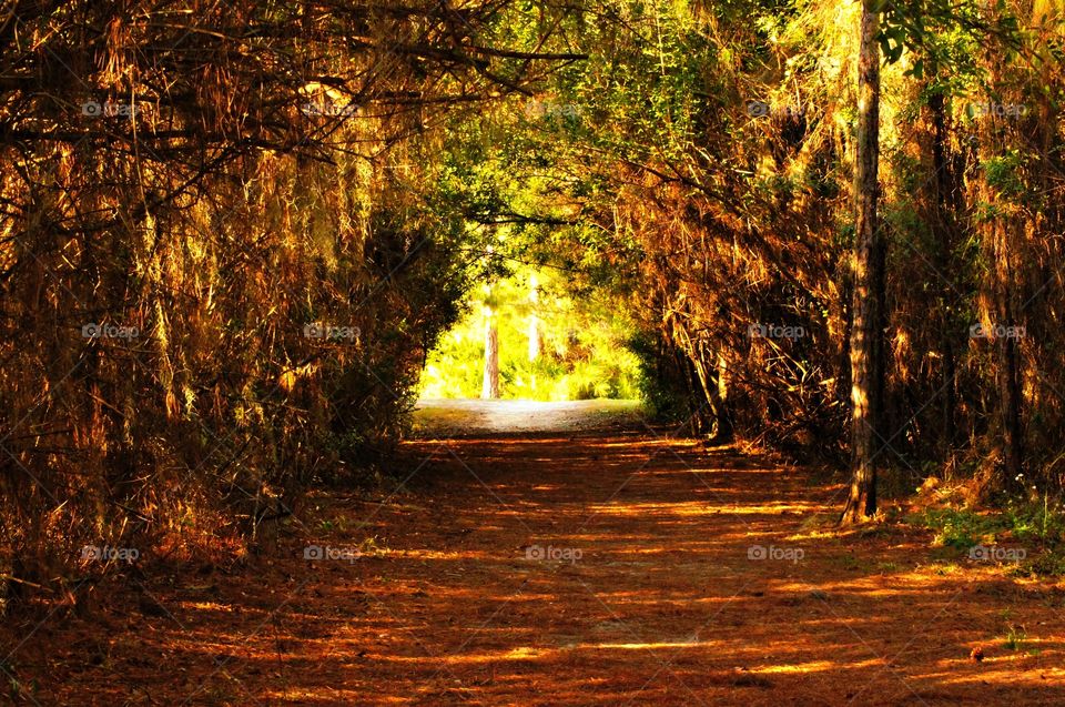 Autumn trees over road