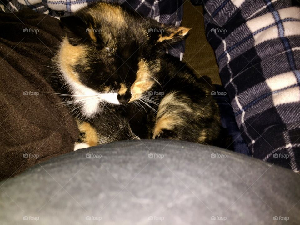 Olive sleeping on a road trip
