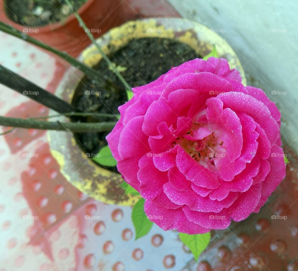 Pink Indian Rose