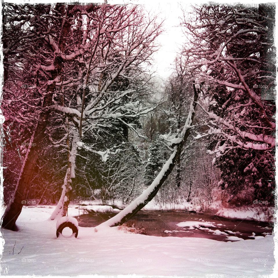 Backyard Beauty. Snowfall in the backyard.  On the creek. 