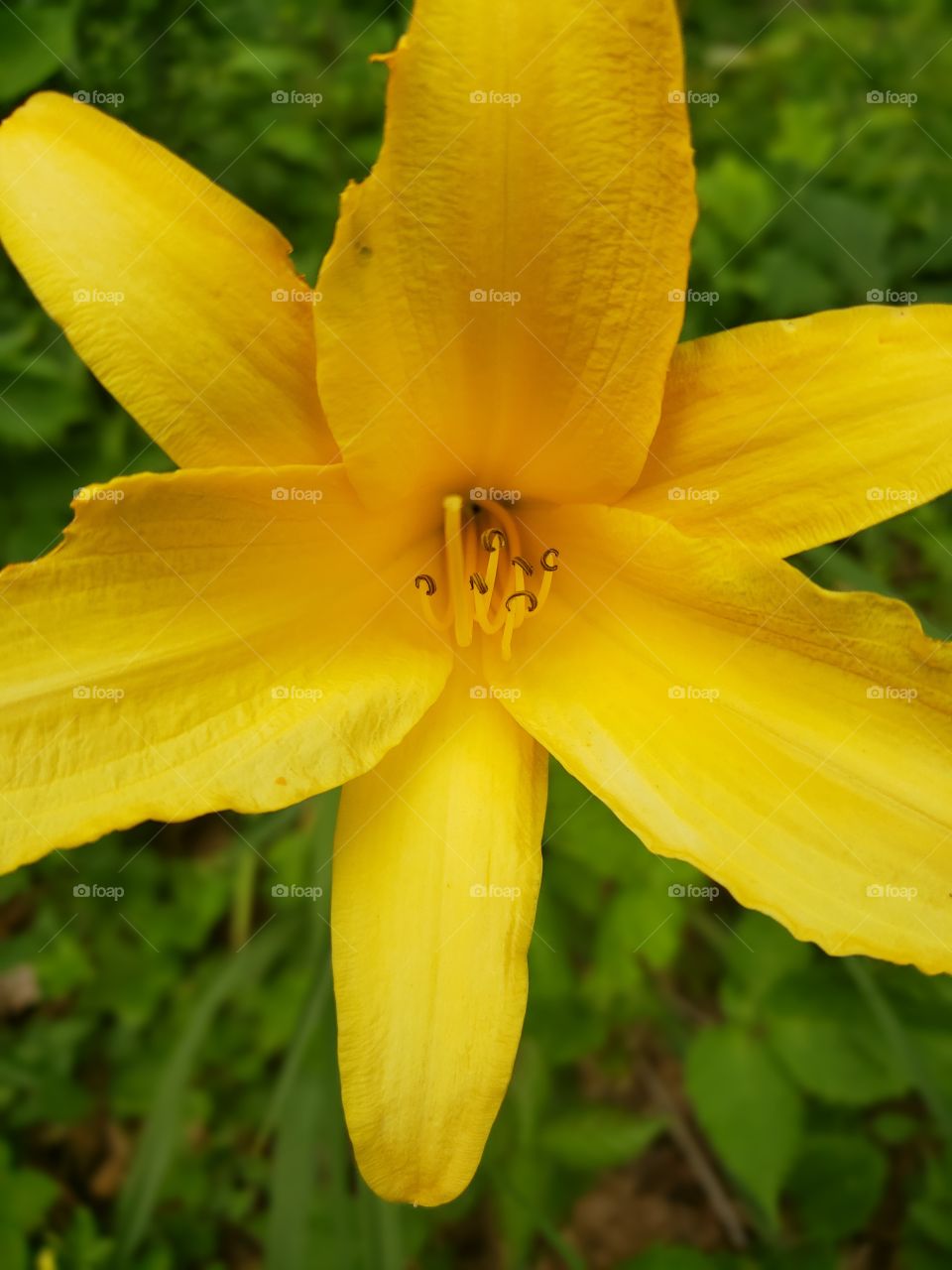 Vibrant yellow lily, flower close-up