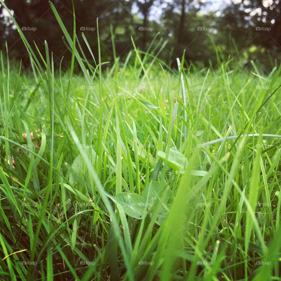 Dewy grass
