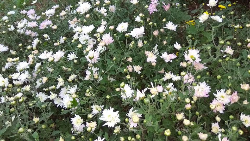 lovely colourfull  flowers in the garden
