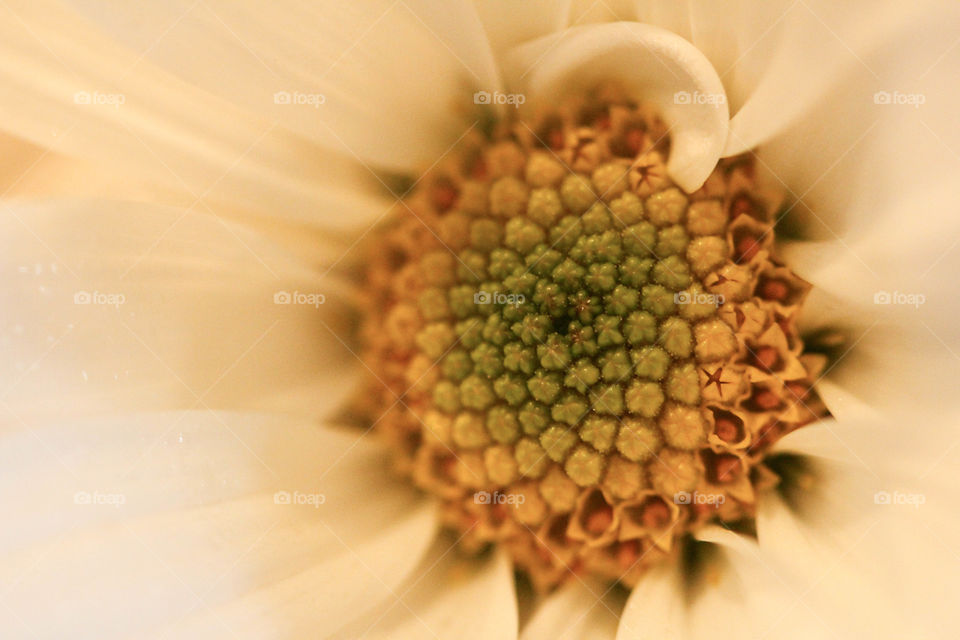 Macro Daisy