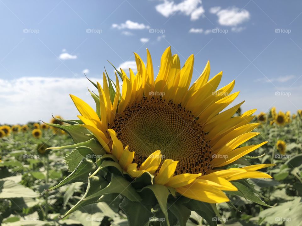 Sunflower field in Kansas