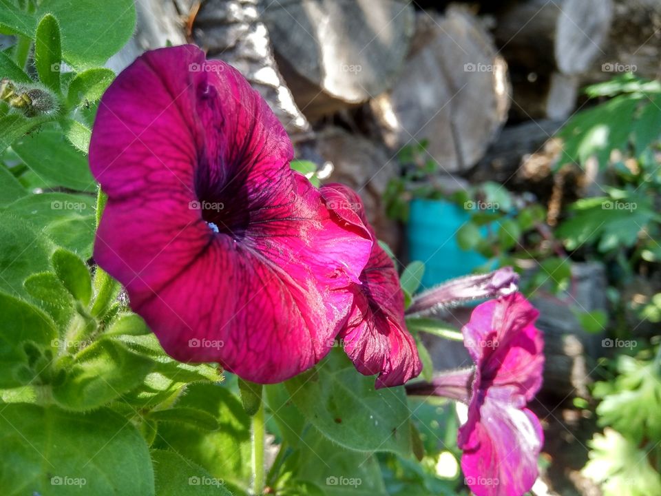 summer flowers