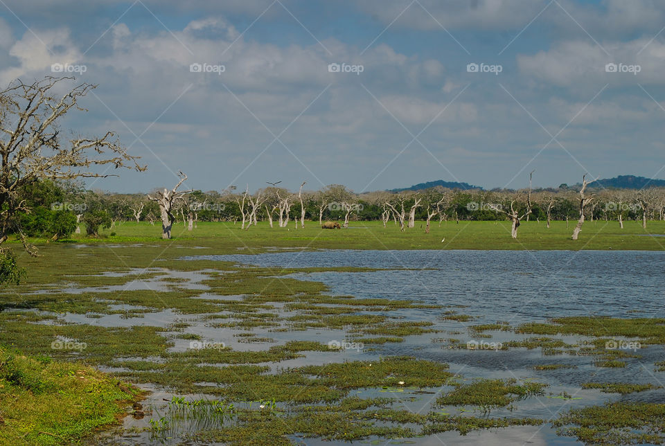 Wild lake in Yala national park in Sri Lanka 