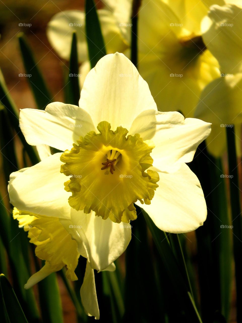 daffodil in sunlight