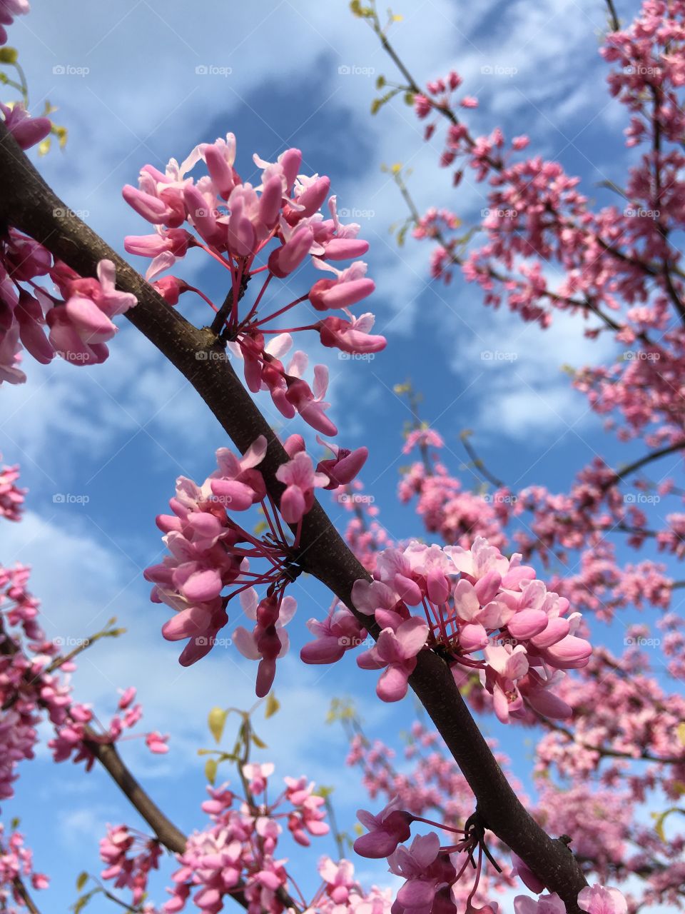 American Redbud