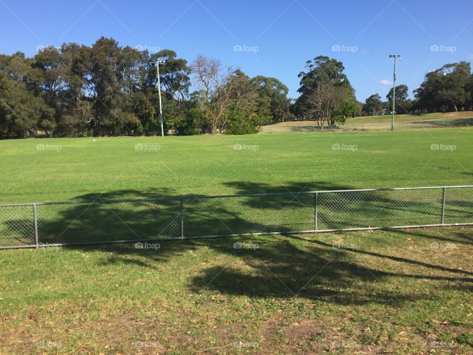 Green grass and beautiful trees in this field