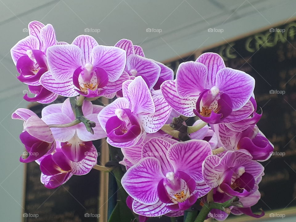 Some pink and white orchids.