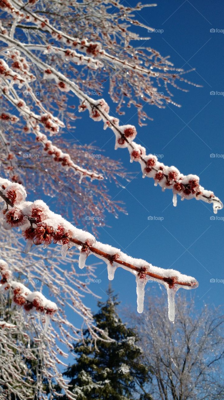 Icy branch