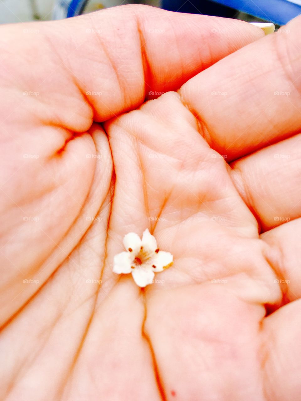 Flower on hand 