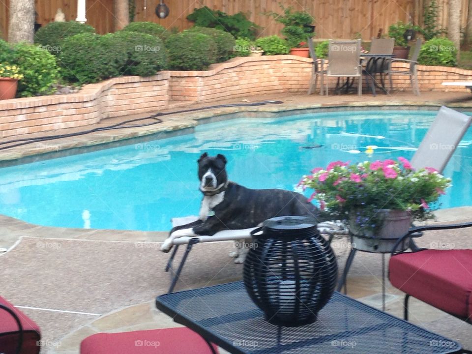 Queen of the Pool
