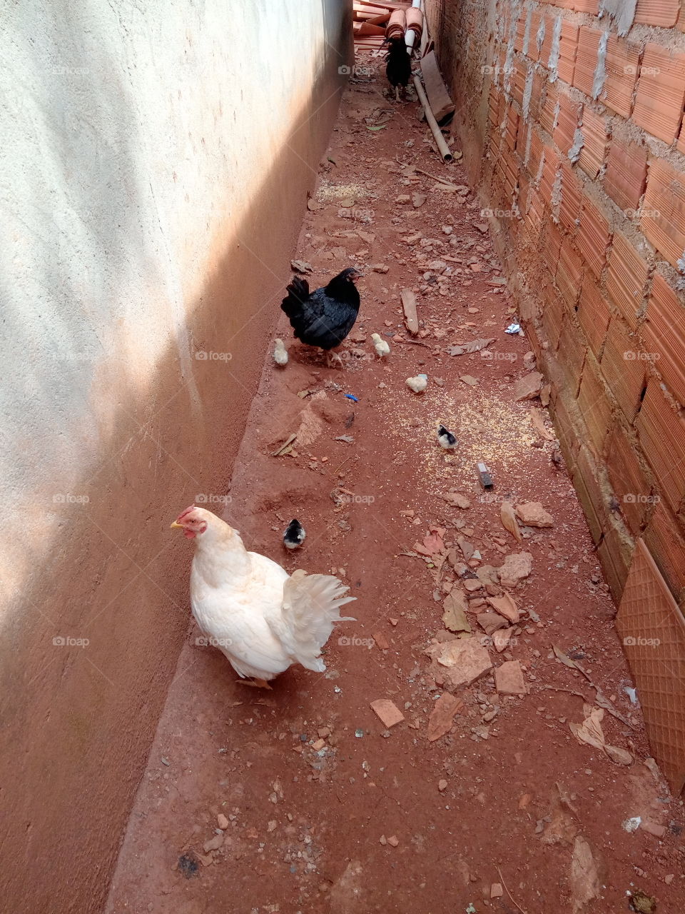 Galinhas e pintinhos