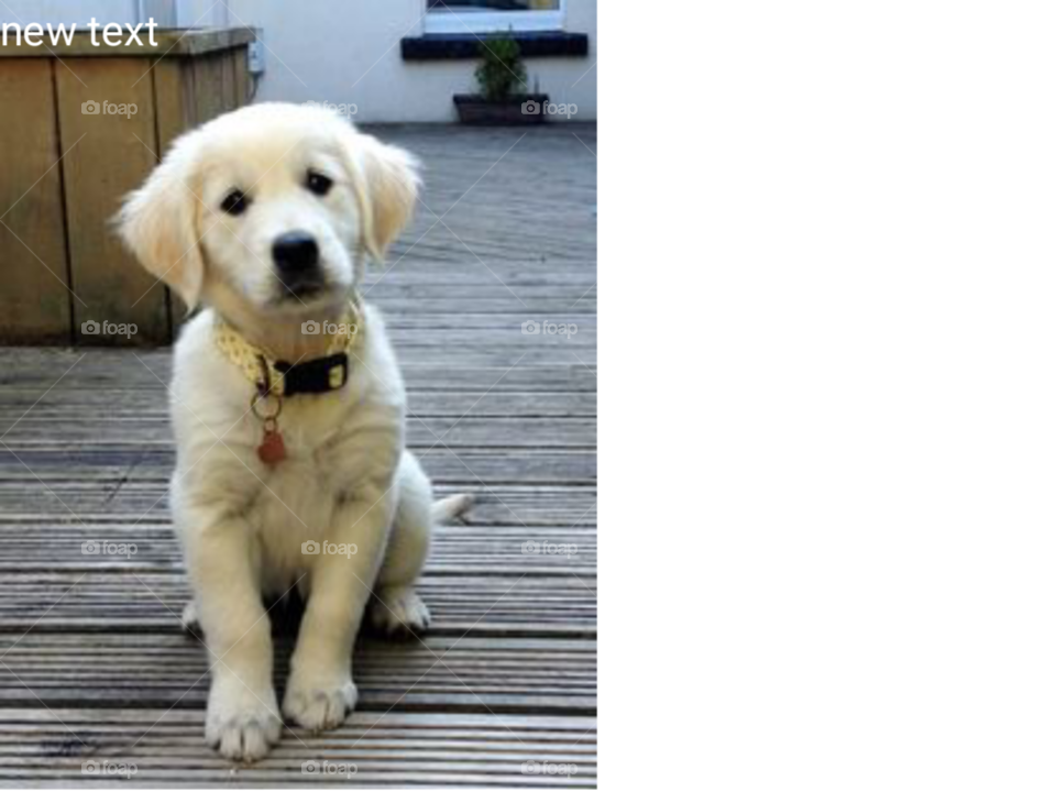 cute,happy,innocent and honest dog just loving you and want your love too.So please download this lovable and lovely dog.