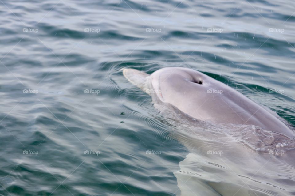 Dolphin closeup swimming