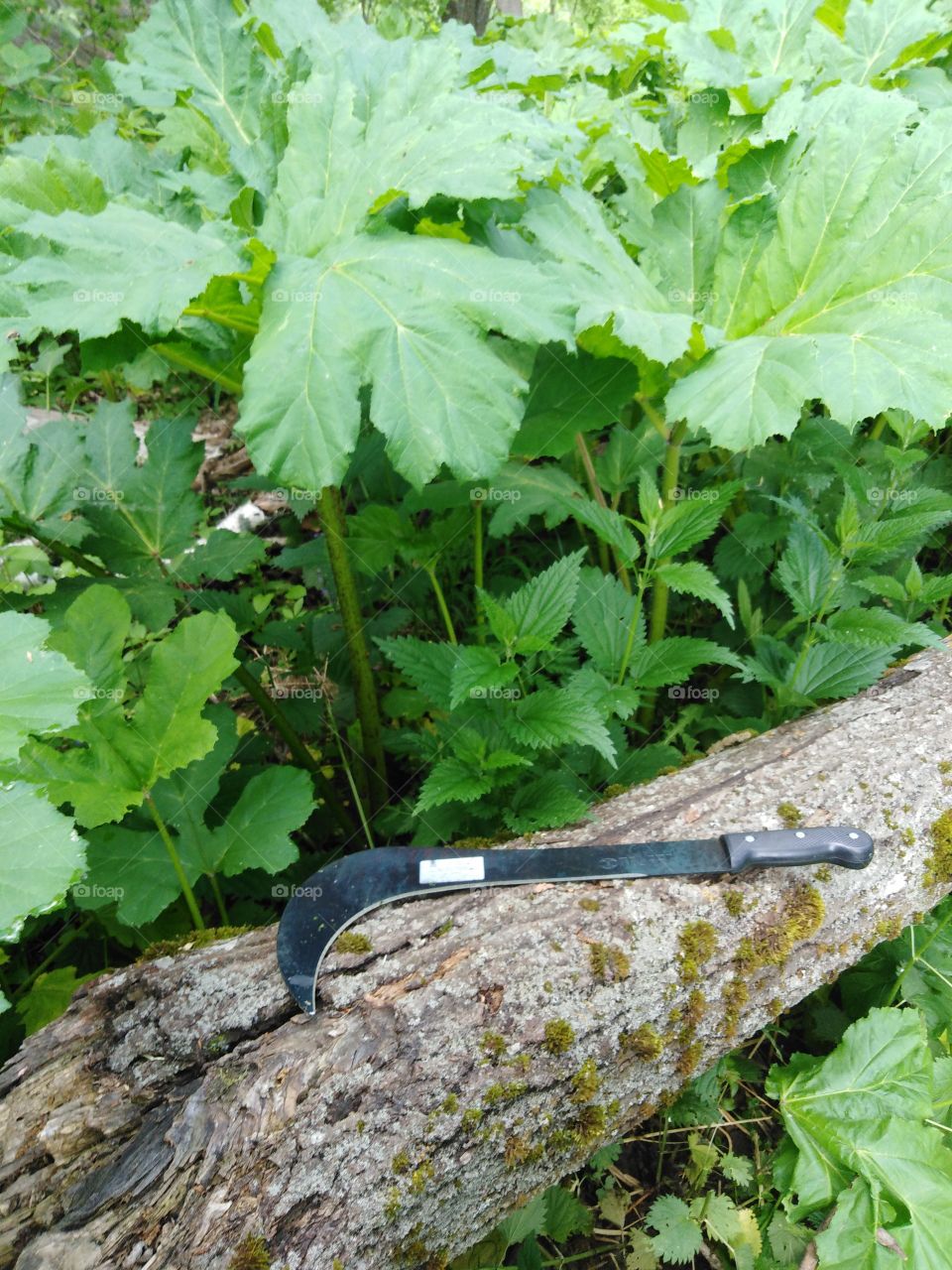 Борьба с борщевиком