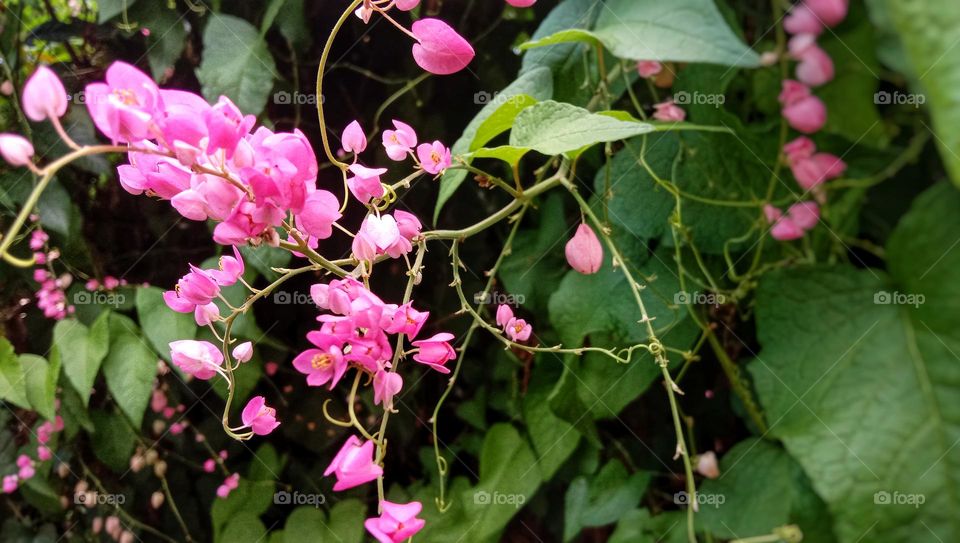 Pink flowers